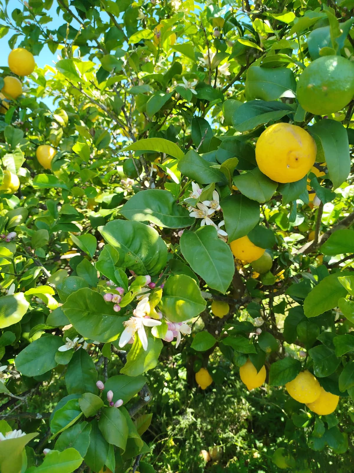Lemon tree with ripe fruits — fresh ingredients for Anara gelato